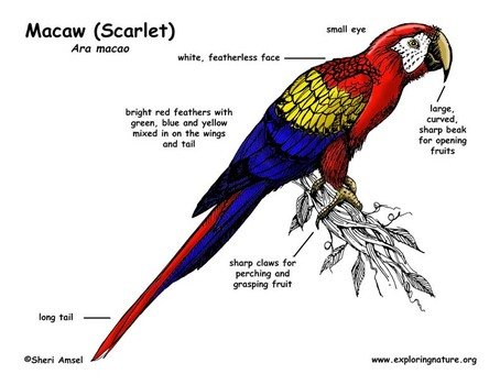 Scarlet Macaw Drawing