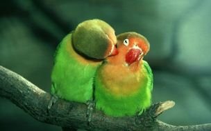 Love green Birds drawing