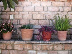 flowers in pots near the wall as a picture for clipart