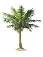 coconut Palm Tree, Clip Art