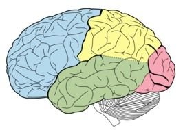 Human Brain Lobes drawing