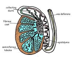Male Reproductive System Diagram