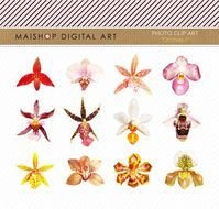 Orchid Flower Clip Art N8