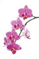 Free Orchid Clip Art drawing