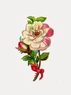 rose in vintage bouquet