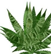 Marijuana Pot Leaf