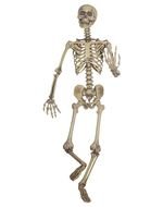 Clipart of Hanging Skeleton