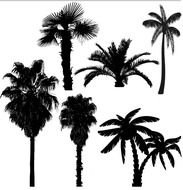 Palm Tree Silhouette Vector N4