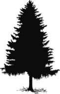 black christmas tree on white background