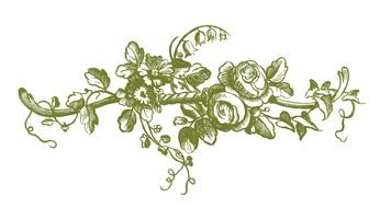 Vintage Rose green drawing