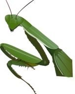 Praying Mantis Clip Art N16