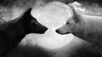 photo of black and white wolves on the background of the moon