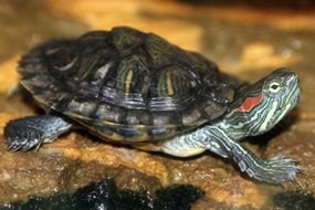 Eared Slider Turtle