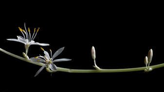 green stem with white flowers on a black background