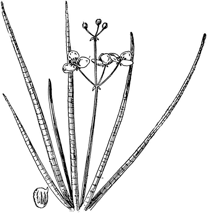 Arrowhead Drawing