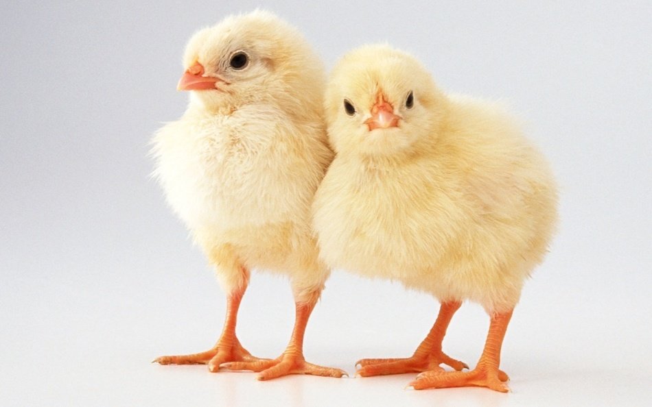 little chickens on a blue background