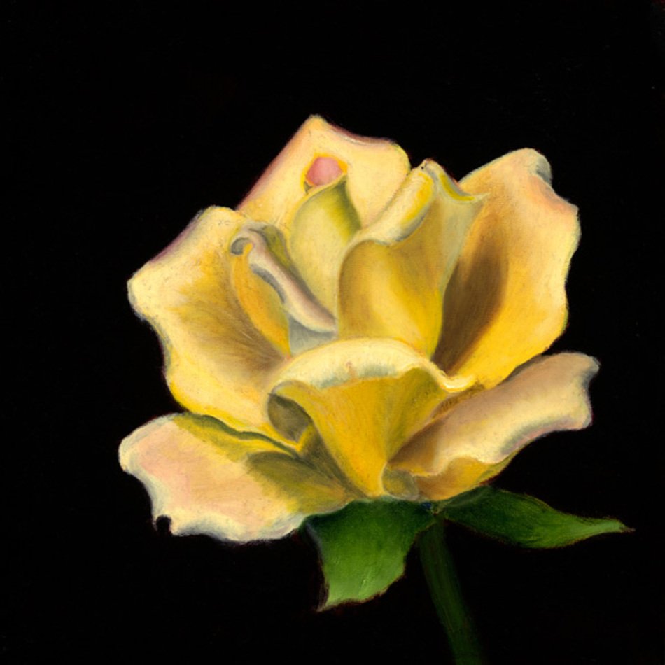 Yellow Roses N3
