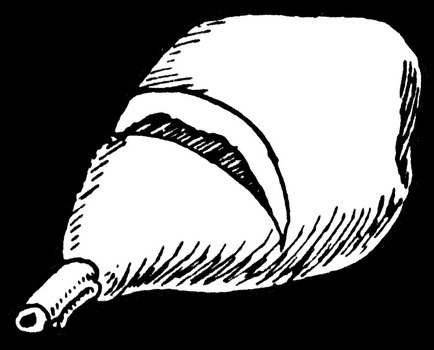 Ham Clip Art N30