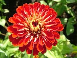 Red Flowers photo