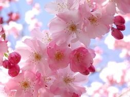 nice Pink Cherry Blossom