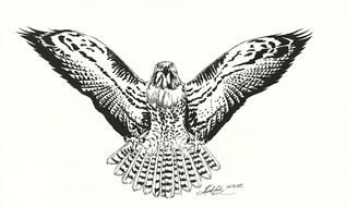 Flying Hawk Line Drawing