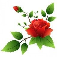 Single Red Rose Clip Art N12