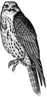 Falcon, black and white drawing