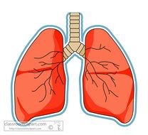 Human Lungs Clip Art N8
