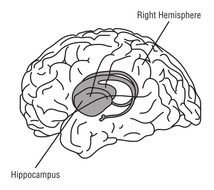 Brain Clip Art N104