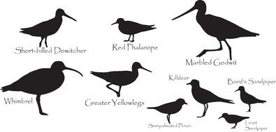 silhouettes of birds of different species