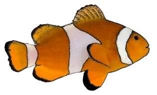 drawn striped clown fish on a white background