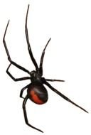 black and red Spider in darkness