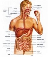 Digestive System as a graphic illustration
