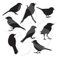 Bird Silhouette Clip Art N54