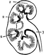 Nail Anatomy Diagram drawing