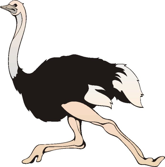 Ostrich Clip Art N20
