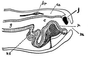 anatomical clipart of the Snail Radula