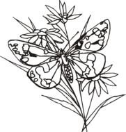 Black and white drawing of the butterfly on the flower clipart