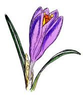 Botanical Flowers drawing