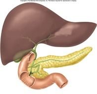 Liver And Pancreas Diagram