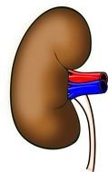 Cartoon Kidney Clip Art Free N3