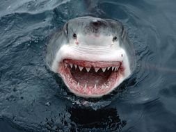 Great White Shark in the water