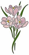 drawn three purple crocuses on a white background