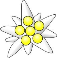 Edelweiss Flower Clip Art N5