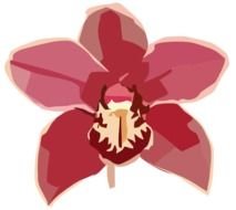 Free Orchid Clip Art N7
