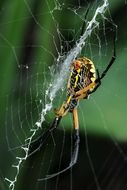 Black And Yellow Spider Poisonous