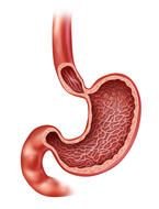 Human Stomach N4