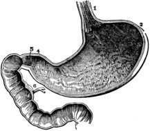 anatomical drawing of Stomach