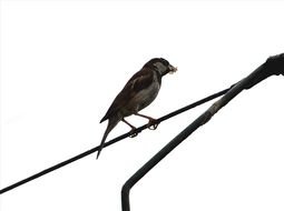 sparrow on wire, cutout