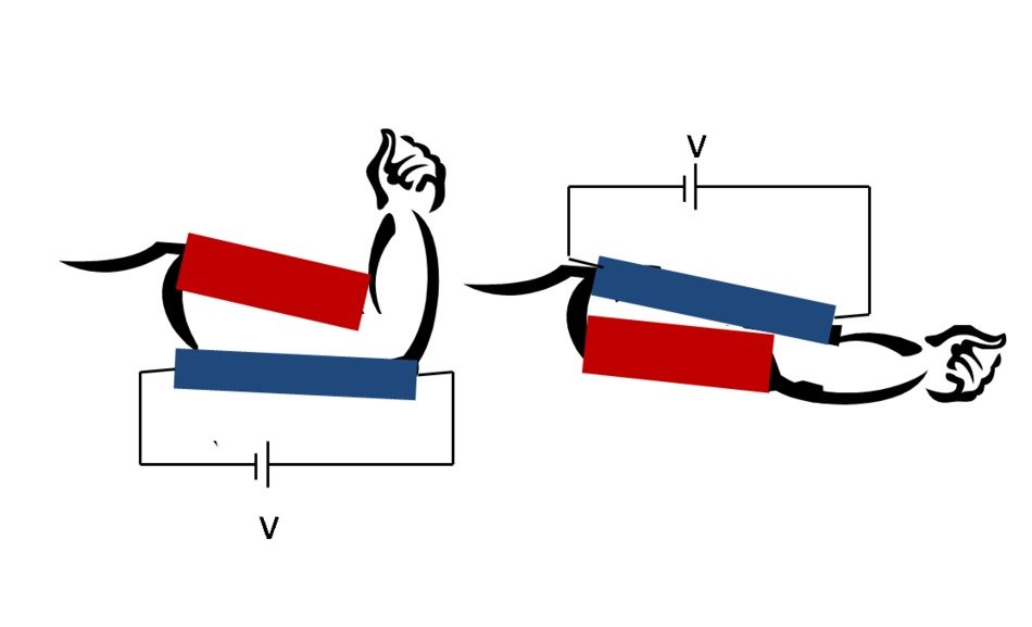 Muscle as a picture for a clipart